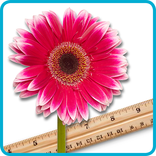 Practice Measurement with Flowers!